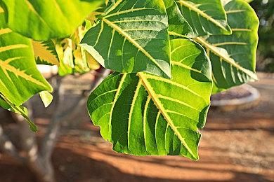 《小丑牌》开发者：目前还在摸索游戏行业的门道