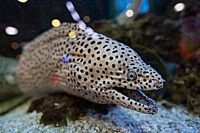 传闻：《刺客信条：幻景》被推迟至2023年8月发售